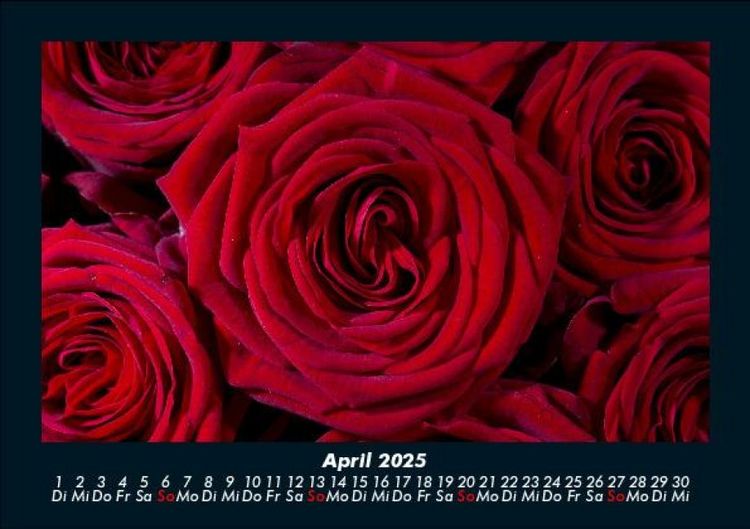 Produktbild: Rosentraum 2025 Fotokalender DIN A5
