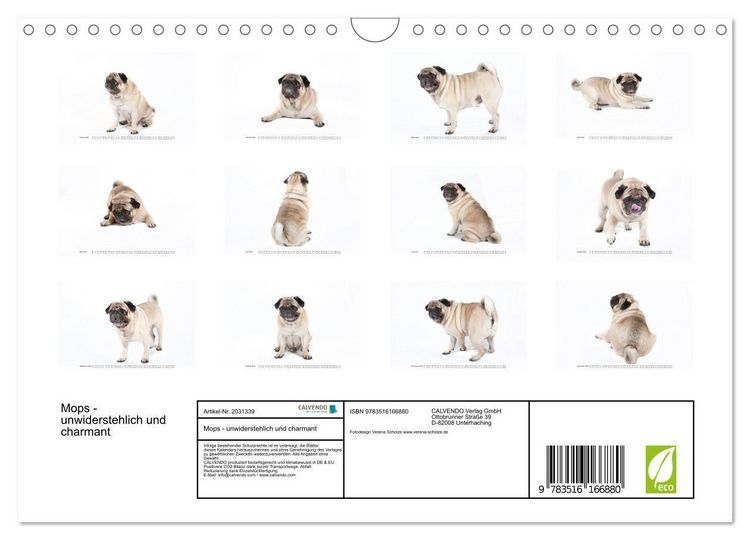 Produktbild: Mops - unwiderstehlich und charmant (Wandkalender 2026 DIN A4 quer), CALVENDO Monatskalender