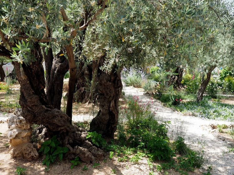 Produktbild: CALVENDO Puzzle Gethsemane | 1000 Teile Lege-Gr&ouml;&szlig;e 64x48cm Foto-Puzzle f&uuml;r gl&uuml;ckliche Stunden