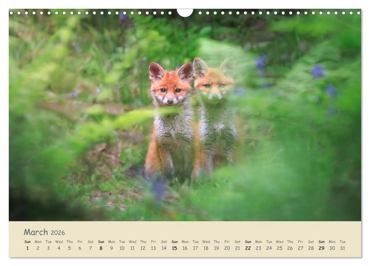 Produktbild: Wild encounters &ndash; Moments in the heart of nature (Wall Calendar 2026 DIN A3 landscape), CALVENDO 12 Month Wall Calendar