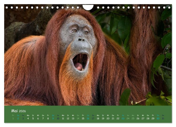 Produktbild: Orang Utans - Indonesien (Wandkalender 2026 DIN A4 quer), CALVENDO Monatskalender