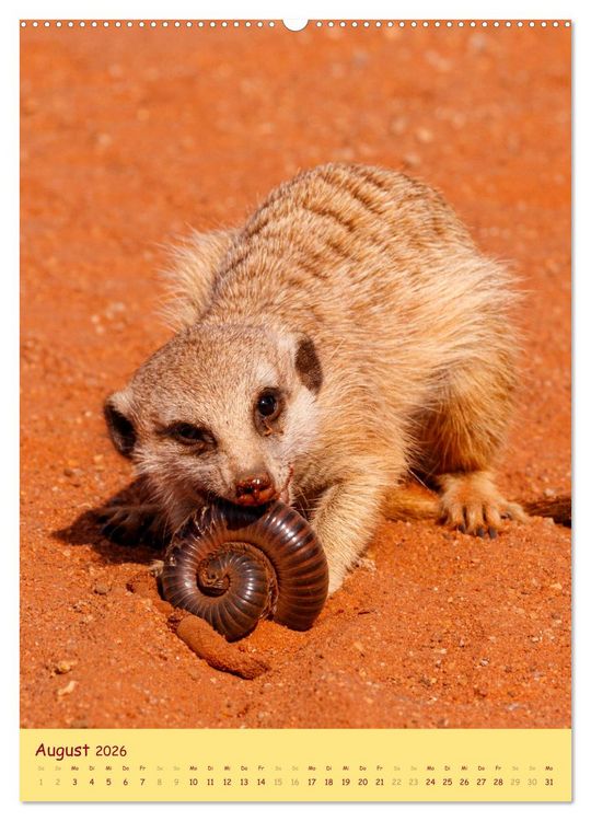 Produktbild: Erdm&auml;nnchen - Eine Kolonie in der Kalahari (hochwertiger Premium Wandkalender 2026 DIN A2 hoch), Kunstdruck in Hochglanz