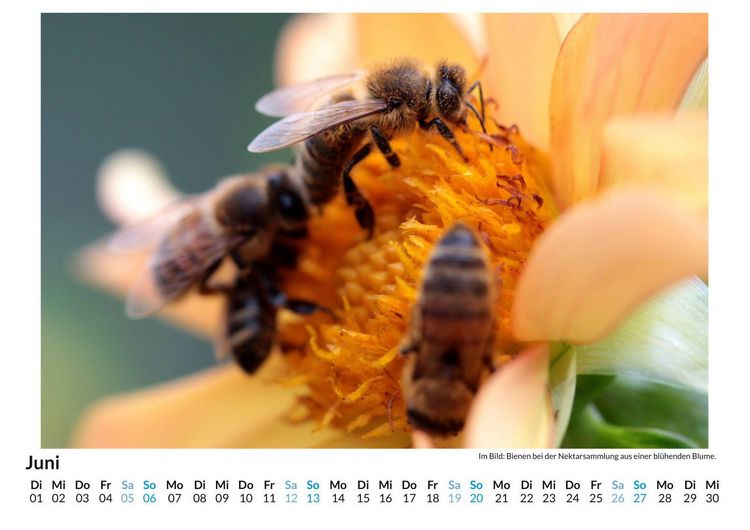 Produktbild: Bienen sammeln Bl&uuml;tenstaub