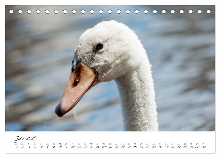 Produktbild: Vom K&uuml;ken zum Schwan (Tischkalender 2026 DIN A5 quer), CALVENDO Monatskalender