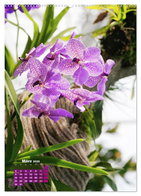 Produktbild: Orchideensch&auml;tze (hochwertiger Premium Wandkalender 2026 DIN A2 hoch), Kunstdruck in Hochglanz