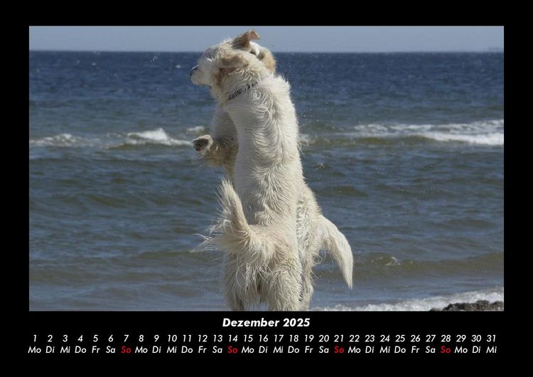 Produktbild: Der Hundekalender 2025 Fotokalender DIN A3