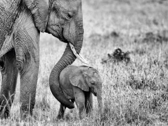 Produktbild: CALVENDO Puzzle Masai Mara, Kenia | 1000 Teile Lege-Gr&ouml;&szlig;e 64x48cm Foto-Puzzle f&uuml;r gl&uuml;ckliche Stunden