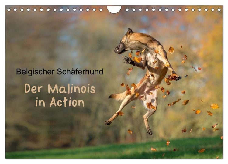 Produktbild: Belgischer Sch&auml;ferhund - Der Malinois in Action (Wandkalender 2026 DIN A4 quer), CALVENDO Monatskalender