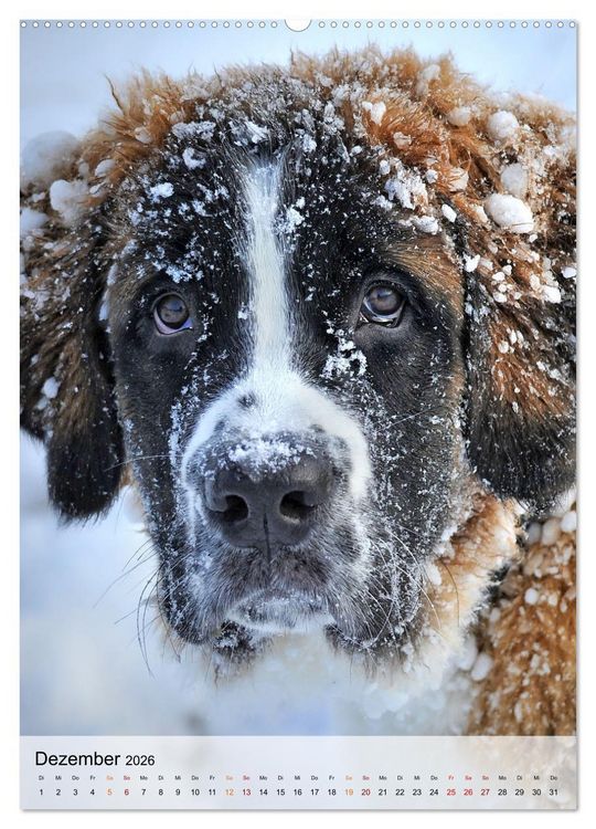 Produktbild: Hunde - treu und ehrlich (Wandkalender 2026 DIN A2 hoch), CALVENDO Monatskalender