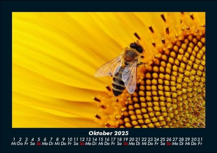 Produktbild: Bienen 2025 Fotokalender DIN A5