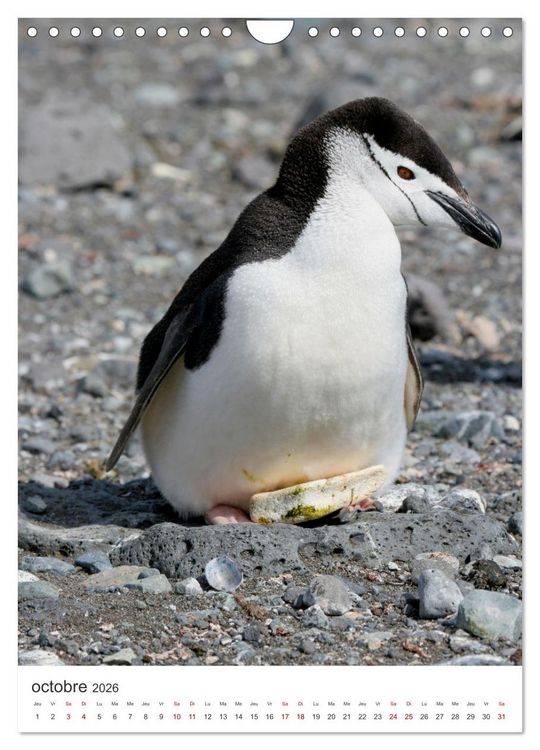 Produktbild: Antarctique des oiseaux de l&eacute;gende (Calendrier mural 2026 DIN A4 horizontal), CALVENDO calendrier mensuel