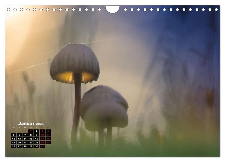 Produktbild: Pilzmagie (Wandkalender 2026 DIN A4 quer), CALVENDO Monatskalender