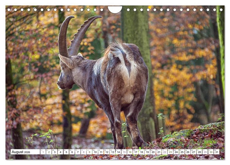 Produktbild: Steinb&ouml;cke - imposante Tiere (Wandkalender 2026 DIN A4 quer), CALVENDO Monatskalender