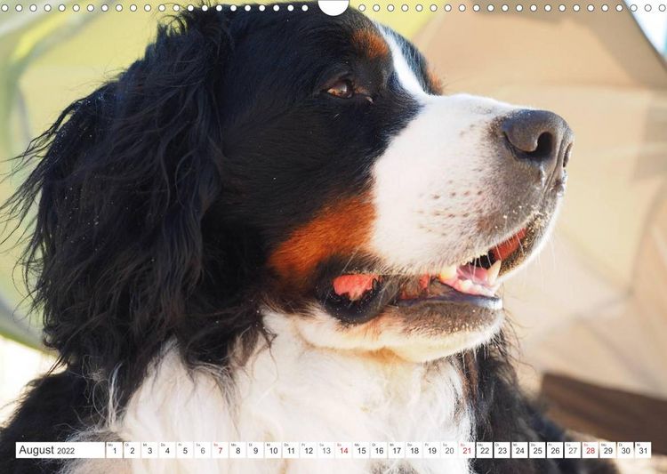 Produktbild: Tierisch nahe Berner-Portr&auml;ts (Wandkalender 2022 DIN A3 quer)