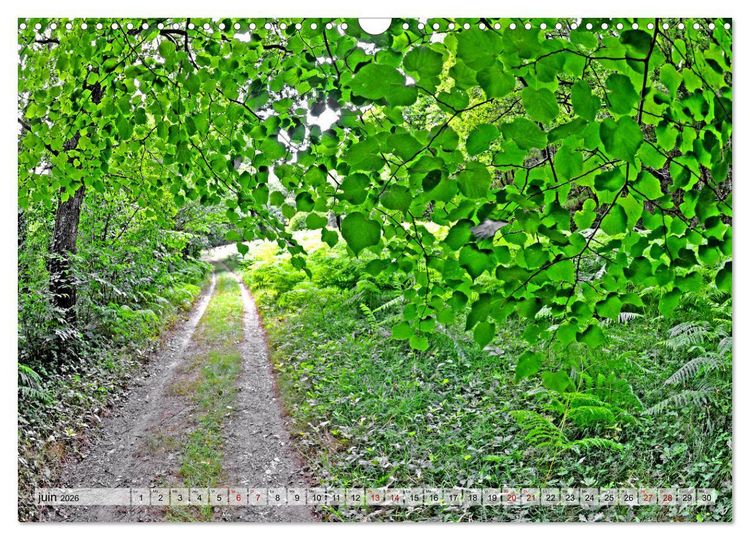 Produktbild: Au c&oelig;ur de la for&ecirc;t (Calendrier mural 2026 DIN A3 vertical), CALVENDO calendrier mensuel