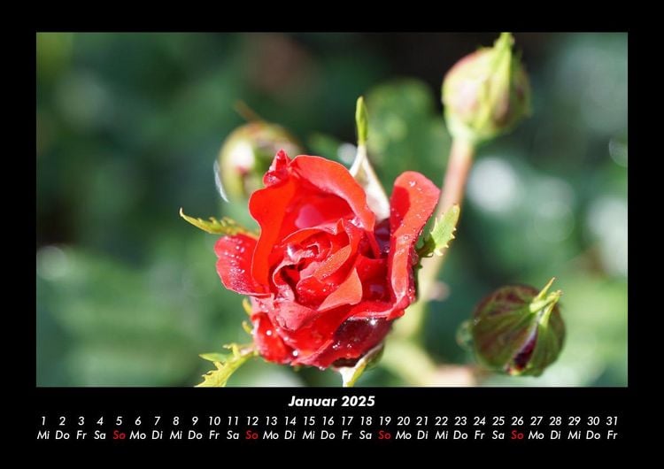 Produktbild: Rosentraum 2025 Fotokalender DIN A3