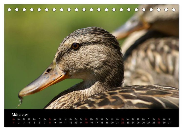 Produktbild: Das Leben der Enten (Tischkalender 2026 DIN A5 quer), CALVENDO Monatskalender