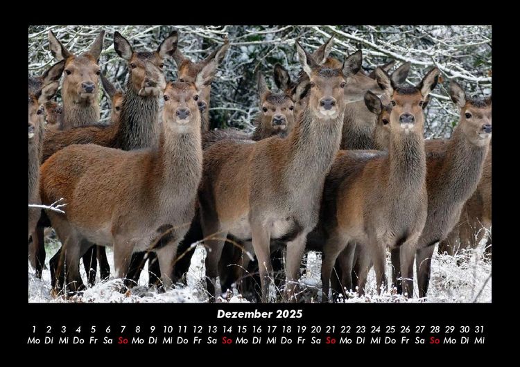 Produktbild: Tiere in der Wildnis 2025 Fotokalender DIN A3