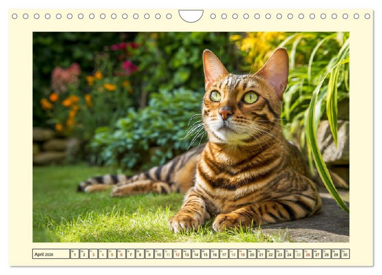 Produktbild: Toyger Katzen. Der exotische Mini-Tiger im Garten (Wandkalender 2026 DIN A4 quer), CALVENDO Monatskalender