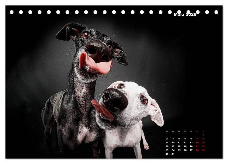 Produktbild: Die Stimme der Windhunde (Tischkalender 2026 DIN A5 quer), CALVENDO Monatskalender