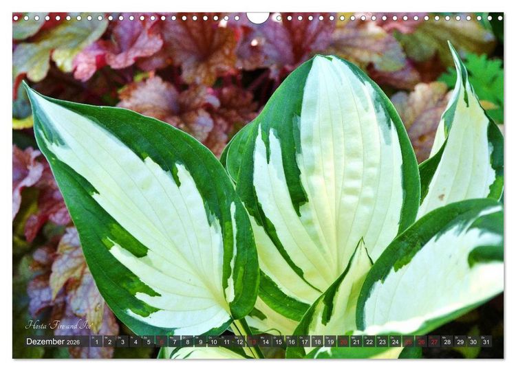 Produktbild: Hosta Staude mit Herz (Wandkalender 2026 DIN A3 quer), CALVENDO Monatskalender