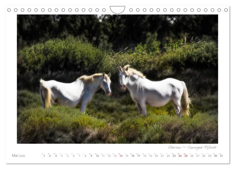Produktbild: Sehnsucht Provence - Land des Lichts (Wandkalender 2026 DIN A4 quer), CALVENDO Monatskalender
