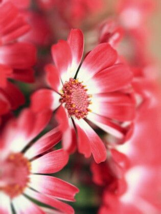 Produktbild: CALVENDO Puzzle cineraria bl&uuml;ten | 1000 Teile Lege-Gr&ouml;&szlig;e 64x48cm Foto-Puzzle f&uuml;r gl&uuml;ckliche Stunden