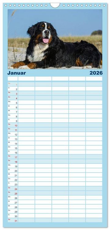 Produktbild: Familienplaner 2026 - Berner Sennenhund 2026 mit 5 Spalten (Wandkalender, 21 x 45 cm) CALVENDO