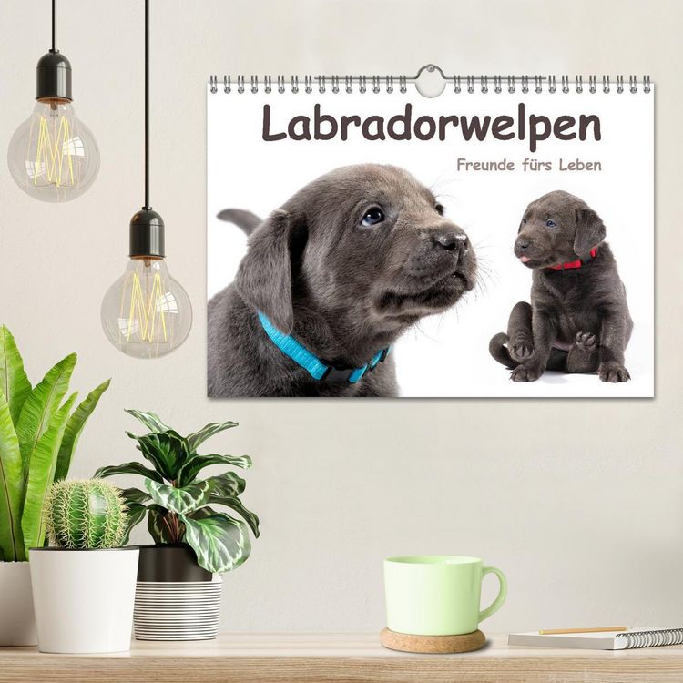Produktbild: Labradorwelpen - Freunde f&uuml;rs Leben (Wandkalender 2026 DIN A4 quer), CALVENDO Monatskalender