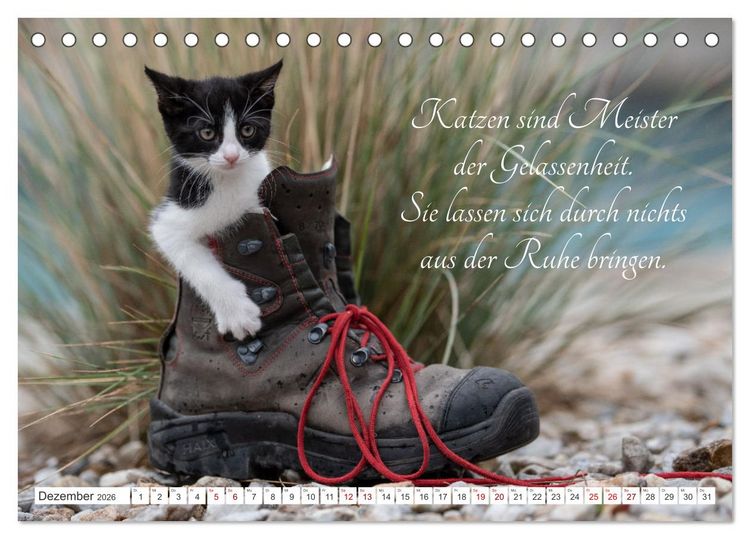 Produktbild: Kitten auf Entdeckungsreise (Tischkalender 2026 DIN A5 quer), CALVENDO Monatskalender