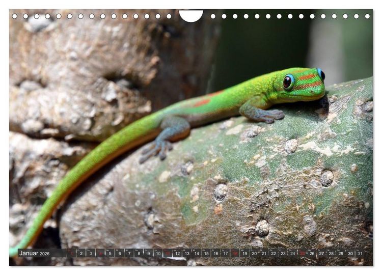 Produktbild: Wilde Fauna - Reptilien (Wandkalender 2026 DIN A4 quer), CALVENDO Monatskalender