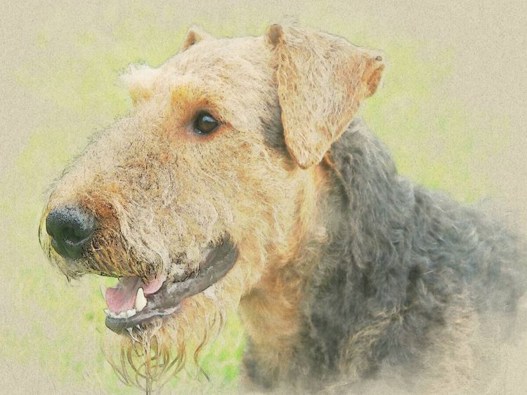 Produktbild: CALVENDO Puzzle Ein Motiv aus dem Kalender Airedale Terrier 2017 | 1000 Teile Lege-Gr&ouml;&szlig;e 64x48cm Foto-Puzzle f&uuml;r gl&uuml;ckliche Stunden