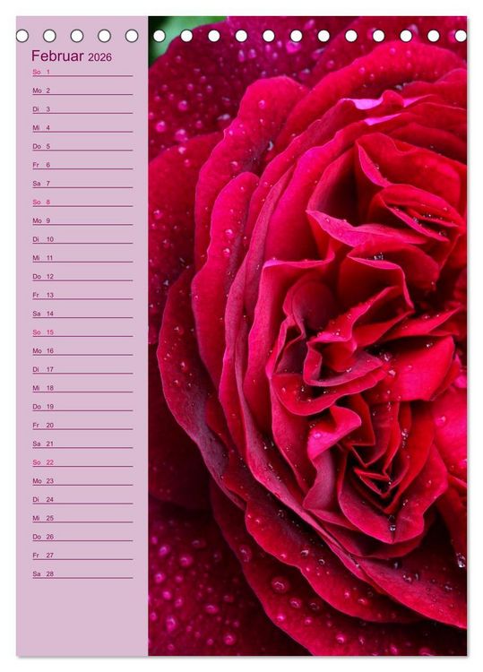 Produktbild: Rosen Symphonie (Tischkalender 2026 DIN A5 hoch), CALVENDO Monatskalender