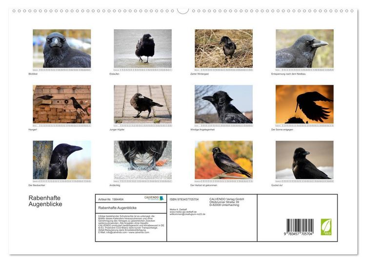 Produktbild: Rabenhafte Augenblicke (hochwertiger Premium Wandkalender 2026 DIN A2 quer), Kunstdruck in Hochglanz