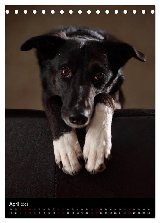 Produktbild: Stille Momente - Die sensible Seite der Hunde (Tischkalender 2026 DIN A5 hoch), CALVENDO Monatskalender