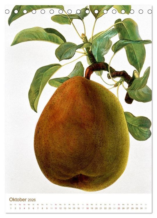 Produktbild: Obstb&auml;ume: Botanische Zeichnungen und historische Stiche (Tischkalender 2026 DIN A5 hoch), CALVENDO Monatskalender