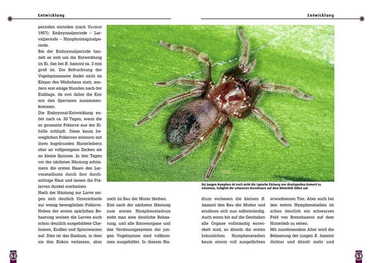 Produktbild: Die Rotknievogelspinne
