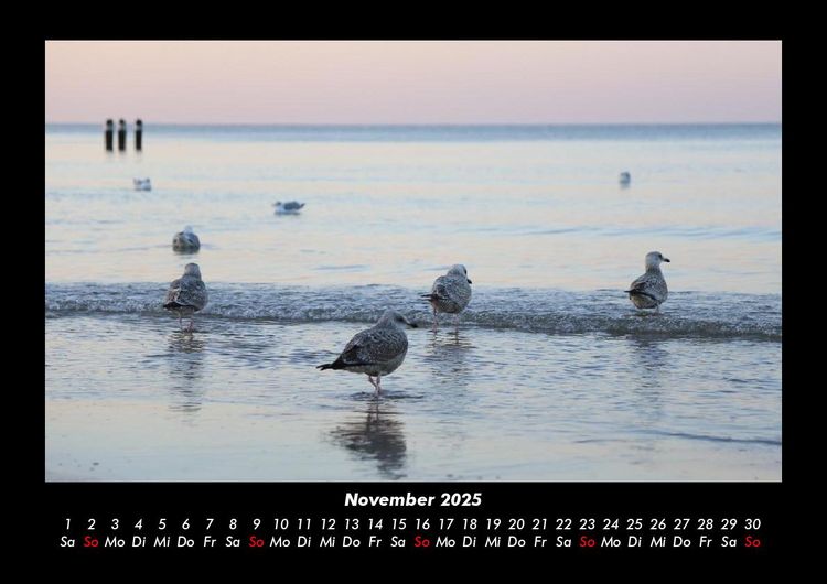 Produktbild: M&ouml;wen 2025 Fotokalender DIN A3