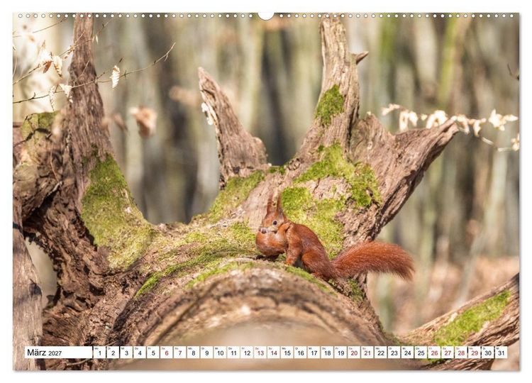 Produktbild: Wildtiere im M&uuml;ritz-Nationalpark (Wandkalender 2027 DIN A2 quer), CALVENDO Monatskalender