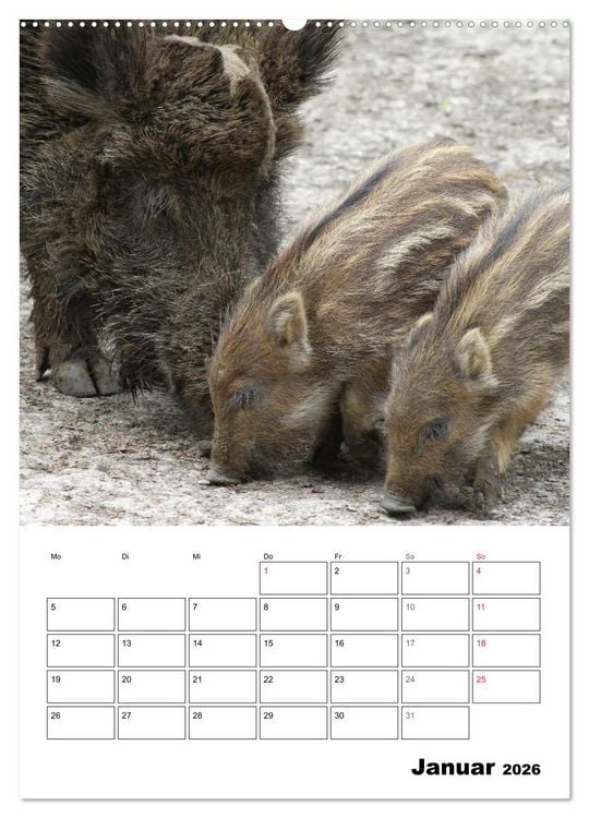 Produktbild: Der wildschweinische Terminplaner (Wandkalender 2026 DIN A2 hoch), CALVENDO Monatskalender