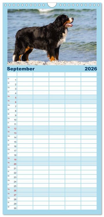 Produktbild: Familienplaner 2026 - Berner Sennenhunde am Strand mit 5 Spalten (Wandkalender, 21 x 45 cm) CALVENDO