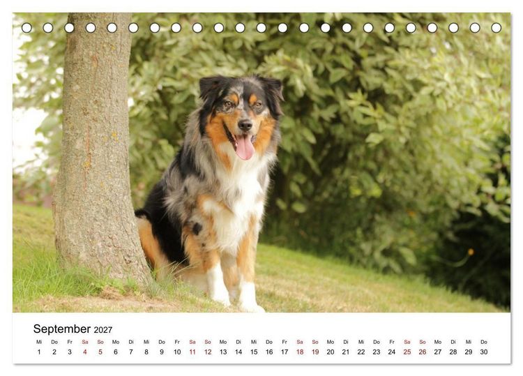 Produktbild: Australian Shepherd - Treue Blicke, wilde Herzen (Tischkalender 2027 DIN A5 quer), CALVENDO Monatskalender