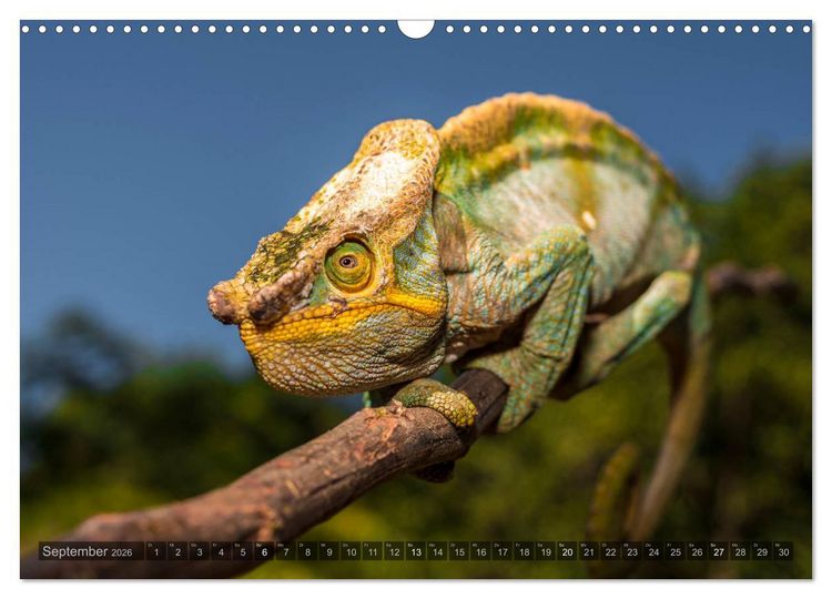 Produktbild: Tierisches Madagaskar (Wandkalender 2026 DIN A3 quer), CALVENDO Monatskalender