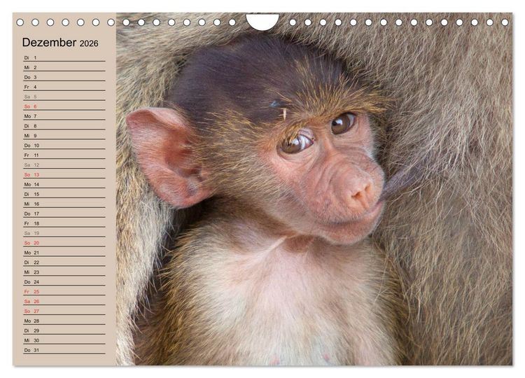 Produktbild: Afrikas wildes Kinderzimmer (Wandkalender 2026 DIN A4 quer), CALVENDO Monatskalender