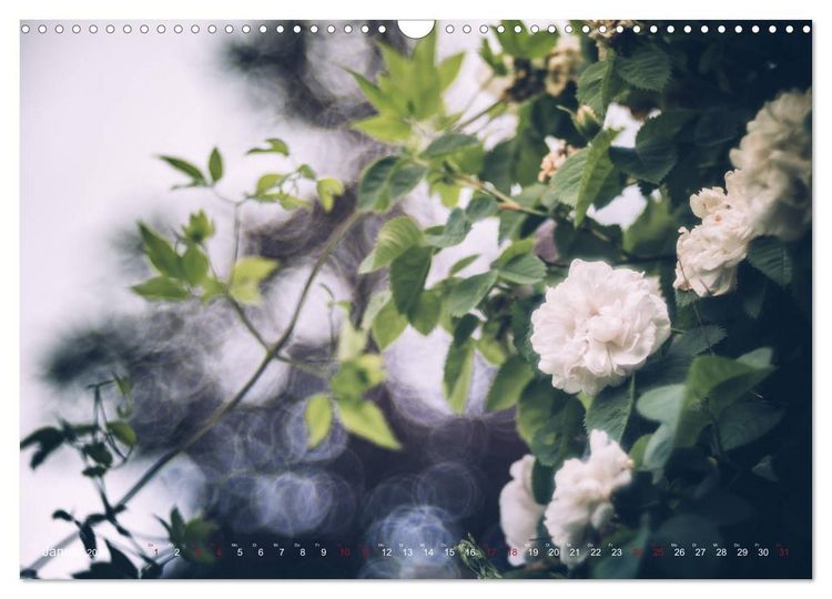 Produktbild: Die Welt der Alten Rosen (Wandkalender 2026 DIN A3 quer), CALVENDO Monatskalender