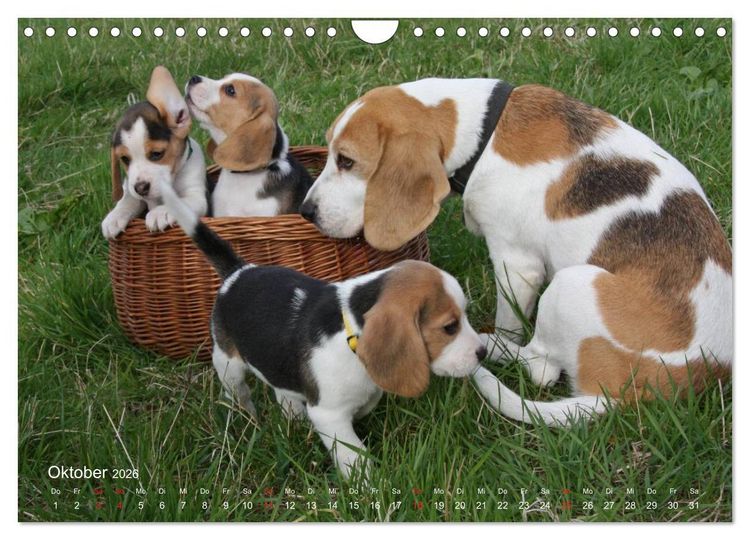 Produktbild: Beagle (Wandkalender 2026 DIN A4 quer), CALVENDO Monatskalender