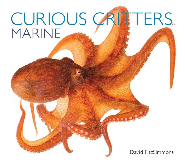 Produktbild: Curious Critters: Marine