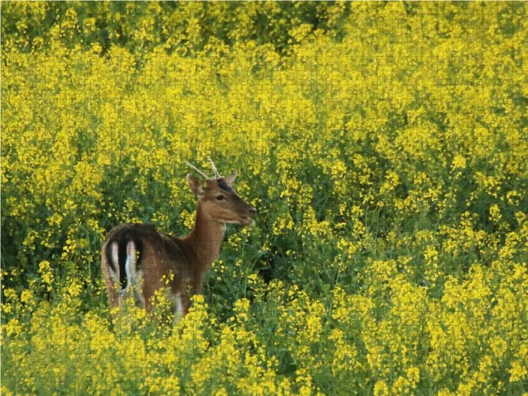 Produktbild: CALVENDO Puzzle Damhirsch im Raps 1000 Teile Lege-Gr&ouml;&szlig;e 64 x 48 cm Foto-Puzzle Bild von Dirk Stamm