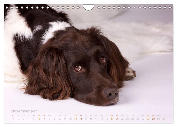 Produktbild: Faszination Jagdhund - Kleiner M&uuml;nsterl&auml;nder (Wandkalender 2027 DIN A4 quer), CALVENDO Monatskalender