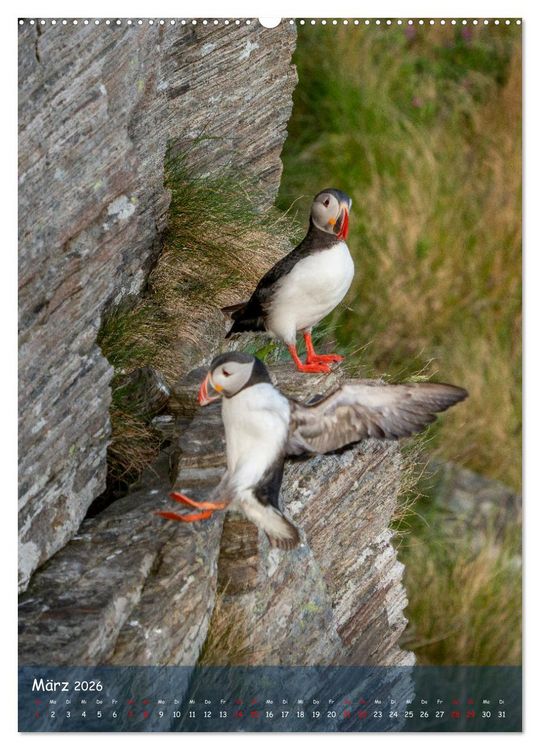 Produktbild: Naturerlebnis Puffin (hochwertiger Premium Wandkalender 2026 DIN A2 hoch), Kunstdruck in Hochglanz